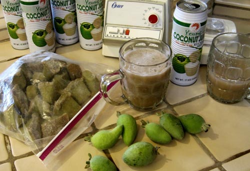 Feijoa - คุณสมบัติที่เป็นประโยชน์ประโยชน์และเป็นอันตรายต่อ feijoa