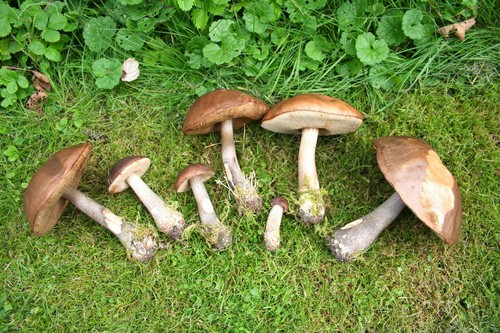 Mushroom podderozovik: คำอธิบายพร้อมภาพ