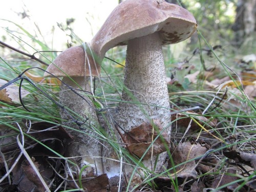Mushroom podderozovik: คำอธิบายพร้อมภาพ