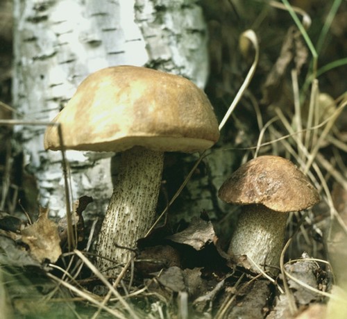 Mushroom podderozovik: คำอธิบายพร้อมภาพ