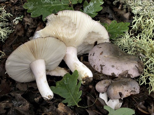 russula เห็ด, รูปถ่ายและคำอธิบายของพวกเขา วิธีการปรุงอาหาร russula กิน