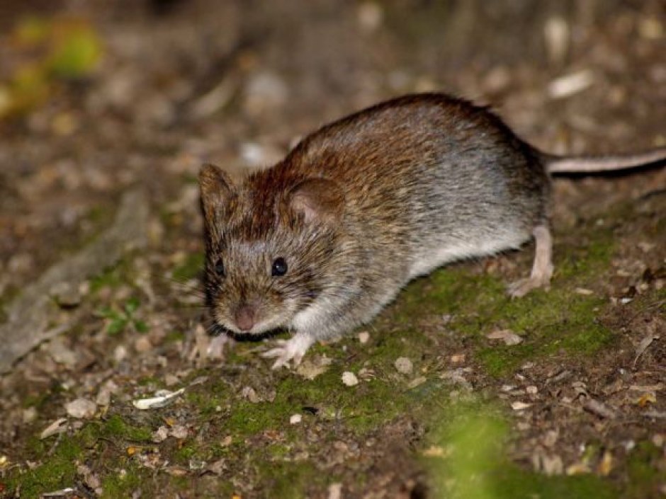 เมาส์ vole