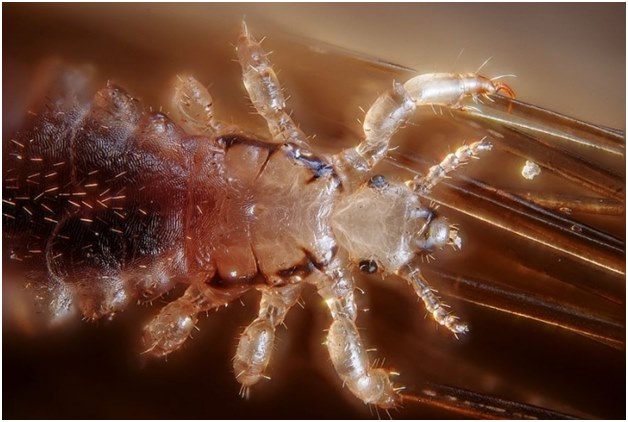 louse ใหญ่
