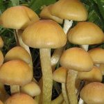 วิธีการแยกแยะ agarics น้ำผึ้งผิดพลาดจากกินได้