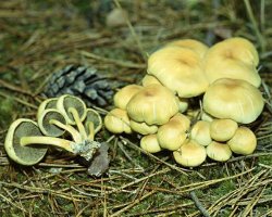 วิธีการแยกแยะ agarics น้ำผึ้งผิดพลาดจากกินได้