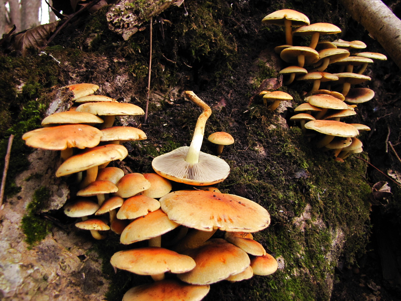 วิธีการแยกแยะ agarics น้ำผึ้งผิดพลาดจากกินได้