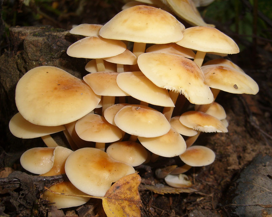 วิธีการแยกแยะ agarics น้ำผึ้งผิดพลาดจากกินได้