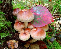 วิธีการแยกแยะ agarics น้ำผึ้งผิดพลาดจากกินได้