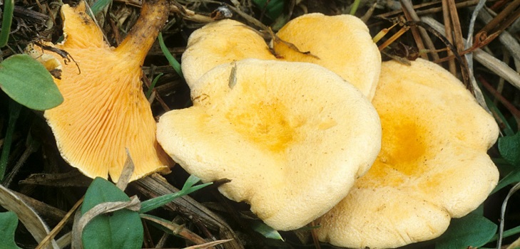เท็จ chanterelle