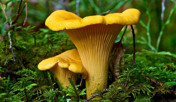 วิธีการดูเหมือน chanterelle จริง