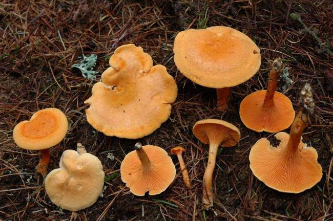 เท็จ chanterelle
