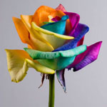 ดอกผิดปกติ - ดอกกุหลาบสีรุ้ง ดอกผิดปกติ - ดอกกุหลาบสีรุ้ง