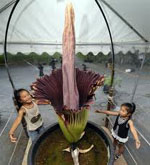 ดอกผิดปกติ - amorphofallus