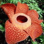 ดอกผิดปกติ - rafflesia