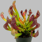 ดอกไม้ผิดปกติ - sarracenia