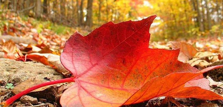 เพลงและบทกวีสำหรับ Autumn Ball สำหรับเด็กนักเรียน - ดีที่สุดทันสมัยสวยงามและสั้น
