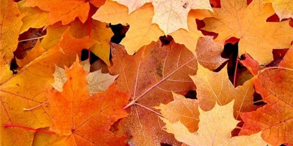 เพลงและบทกวีสำหรับ Autumn Ball สำหรับเด็กนักเรียน - ดีที่สุดทันสมัยสวยงามและสั้น