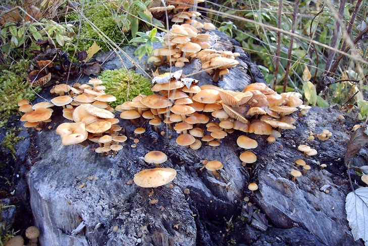 เห็ดพิษ: agarics น้ำผึ้งผิดรูปถ่าย