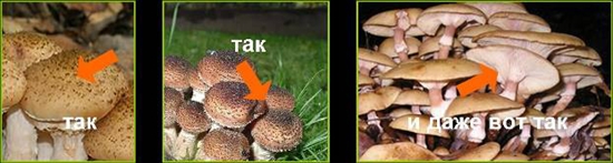 เห็ดพิษ: agarics น้ำผึ้งผิดรูปถ่าย