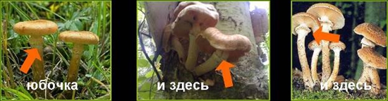เห็ดพิษ: agarics น้ำผึ้งผิดรูปถ่าย