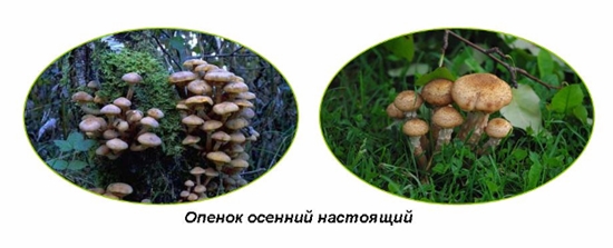 เห็ดพิษ: agarics น้ำผึ้งผิดรูปถ่าย