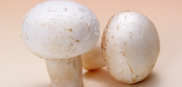เห็ด champignons