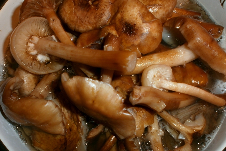 วิธีการเก็บรักษา agarics น้ำผึ้งสำหรับฤดูหนาว - Preserve Preservation Prescription