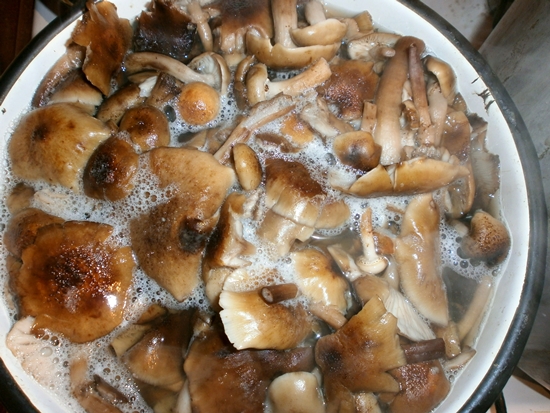 วิธีการเก็บรักษา agarics น้ำผึ้งสำหรับฤดูหนาว - Preserve Preservation Prescription