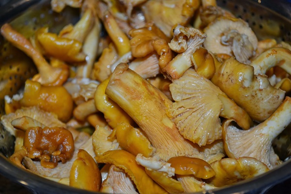 วิธีการปรุงอาหาร chanterelles ในกระทะ