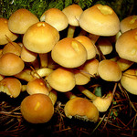 วิธีการ agarics น้ำผึ้งเกลือสำหรับฤดูหนาว - สูตรภาพถ่ายสำหรับ salting เห็ด