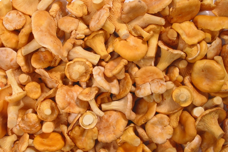 วิธีการแห้ง chanterelles สำหรับฤดูหนาวในเตาอบเพื่อที่จะไม่ขม