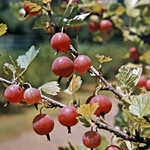 วิธีการปิด billet จาก gooseberries สำหรับฤดูหนาว