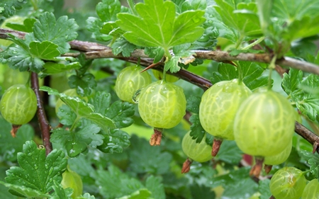 วิธีการปิด billet จาก gooseberries สำหรับฤดูหนาว