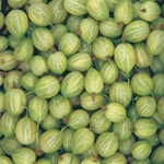 วิธีการแช่แข็ง Gooseberries