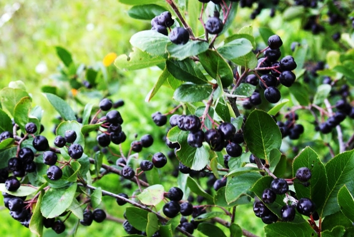 tincture ของผลไม้ชนิดหนึ่งบนวอดก้าที่บ้าน: สูตร
