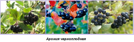 ช่องว่างที่เป็นประโยชน์สำหรับฤดูหนาว: น้ำเชื่อมจากแอ็ปเปิ้ล Chokeberry