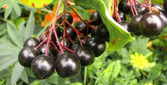 ช่องว่างที่เป็นประโยชน์สำหรับฤดูหนาว: น้ำเชื่อมจากแอ็ปเปิ้ล Chokeberry
