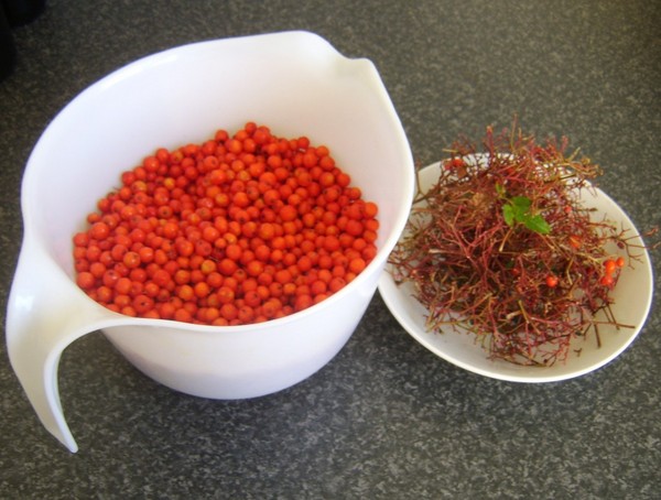Rowan สำหรับฤดูหนาว: สูตรสำหรับบิลเล็ตจาก chokeberry แดงและสีดำตามปกติ