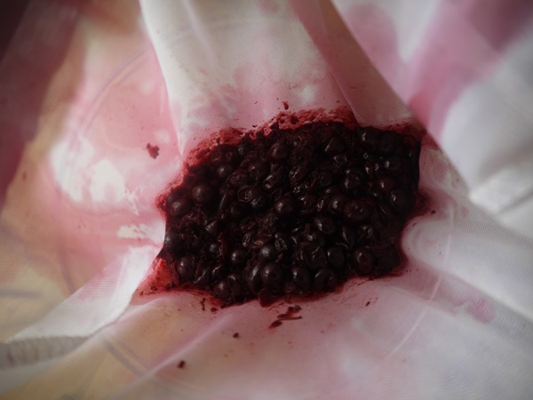 แกงเผ็ดอร่อยจาก blackcurrant - สูตร