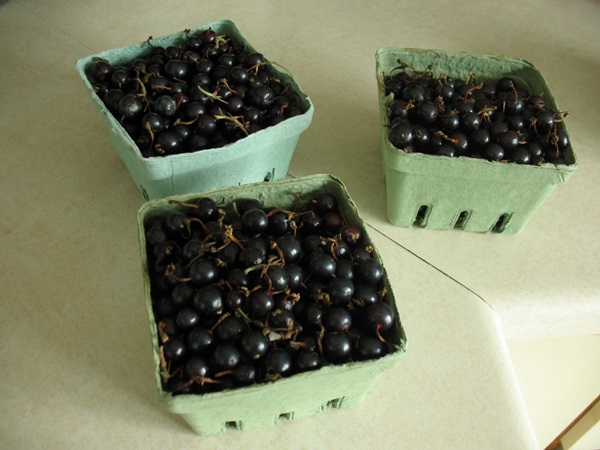 แกงเผ็ดอร่อยจาก blackcurrant - สูตร