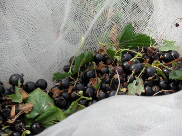 แกงเผ็ดอร่อยจาก blackcurrant - สูตร