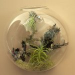 Florarium: การตกแต่งภายในที่เป็นต้นฉบับของคุณ Florarium: การตกแต่งภายในที่เป็นต้นฉบับของคุณ