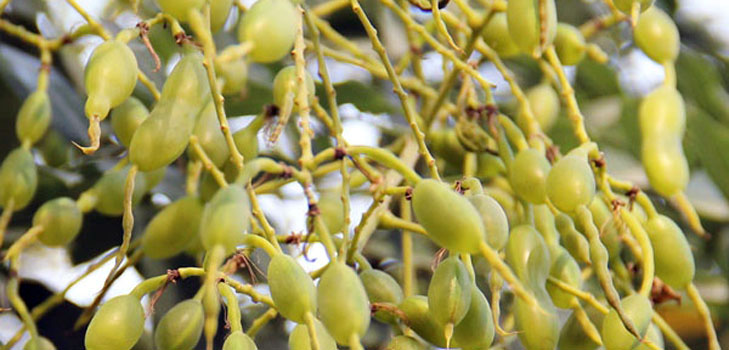 Sophora ญี่ปุ่นคืออะไร? คุณสมบัติทางยาและการประยุกต์ใช้