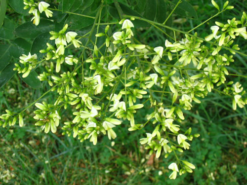 Sophora ญี่ปุ่นคืออะไร? คุณสมบัติทางยาและการประยุกต์ใช้