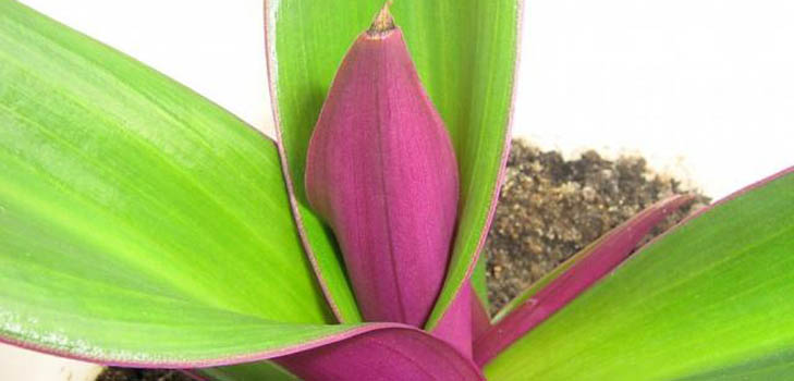 หนวดสีทองคืออะไรและอะไรที่รักษาได้? คุณสมบัติที่เป็นประโยชน์ของหนวดสีทอง (พร้อมภาพ)