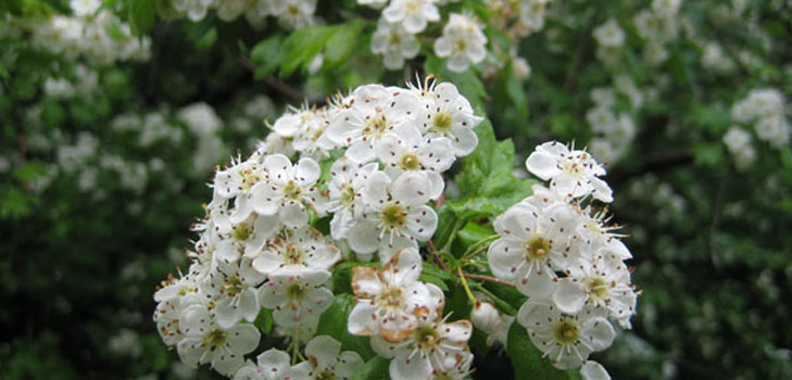 ดอกไม้ Hawthorn: คุณสมบัติทางสมุนไพรประยุกต์ในการแพทย์พื้นบ้าน
