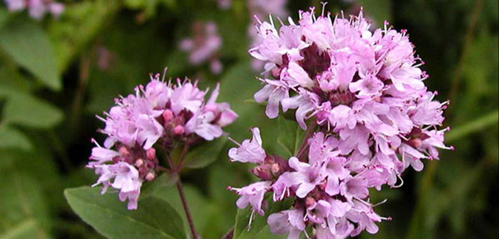 Oregano, คุณสมบัติของยาและการประยุกต์ใช้