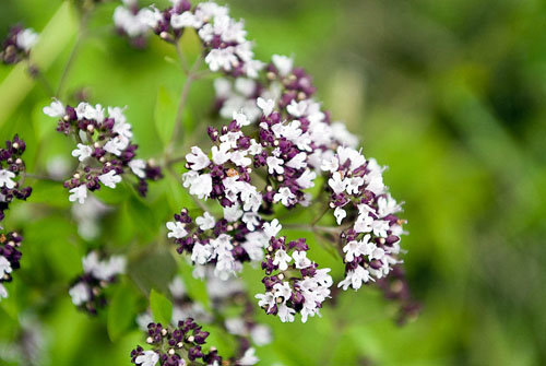 Oregano, คุณสมบัติของยาและการประยุกต์ใช้