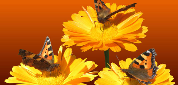 Calendula (ดาวเรือง): สมบัติของยาการประยุกต์ใช้ในการแพทย์พื้นบ้าน