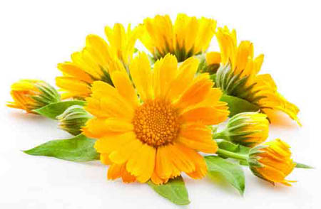 Calendula (ดาวเรือง): สมบัติของยาการประยุกต์ใช้ในการแพทย์พื้นบ้าน